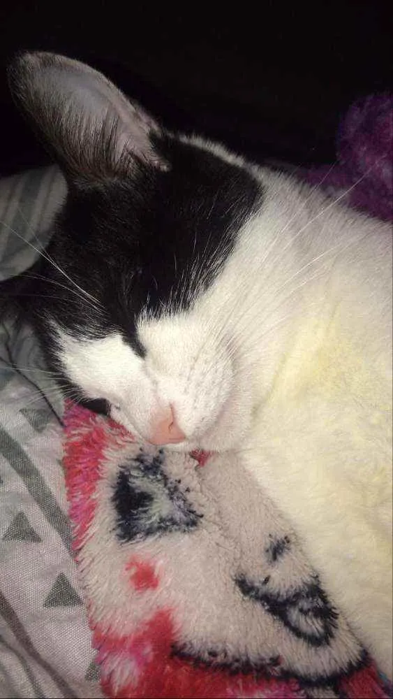 Gato ra a srd idade 7 a 11 meses nome Jully