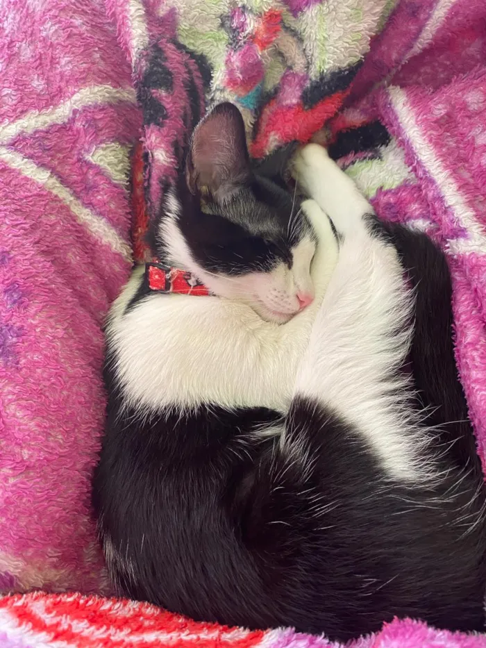 Gato ra a srd idade 7 a 11 meses nome Jully