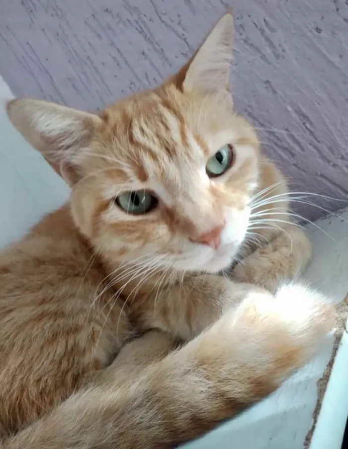 Gato ra a Mestiço  idade 2 a 6 meses nome Nino 