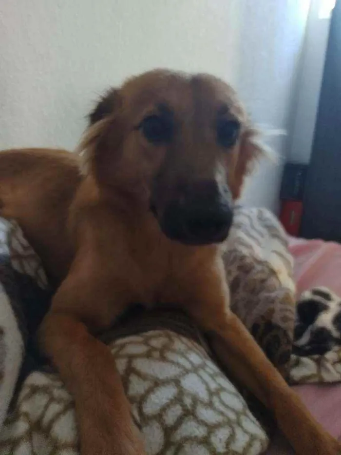 Cachorro raça Mista idade 7 a 11 meses nome Spike