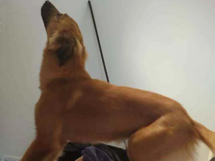 Cachorro raça Mista idade 7 a 11 meses nome Spike