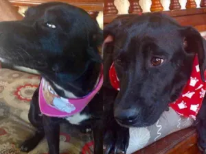 Cachorro raça Mesticos  idade 1 ano nome Nina e Fred 