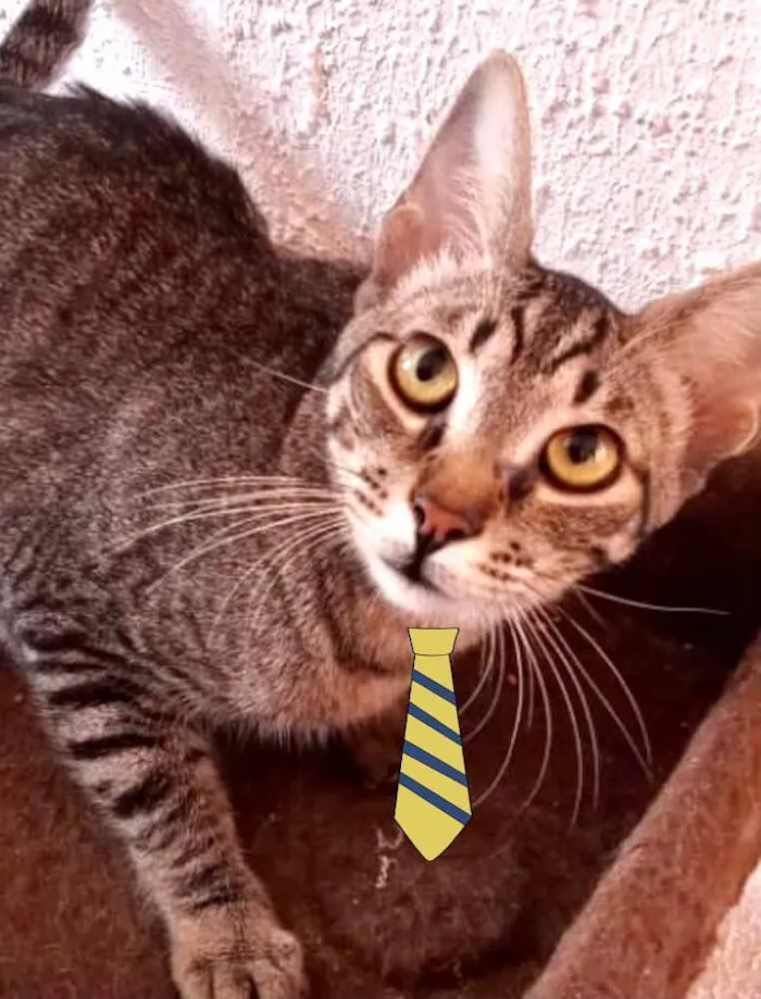 Gato ra a Mestiço  idade 2 a 6 meses nome Felix 