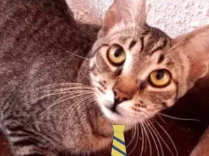 Gato raça Mestiço  idade 2 a 6 meses nome Felix 