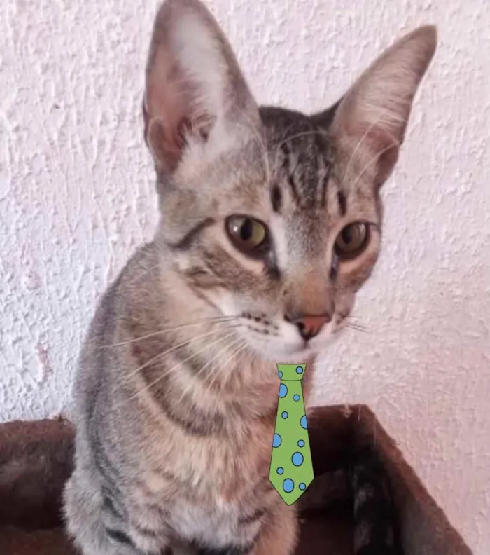 Gato ra a Mestiço  idade 2 a 6 meses nome Elvis 