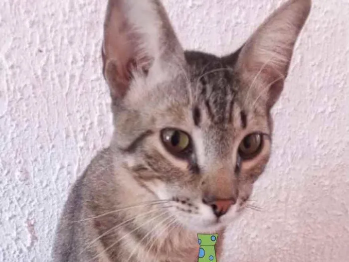 Gato ra a Mestiço  idade 2 a 6 meses nome Elvis 