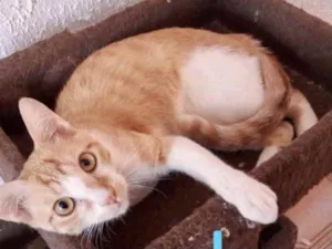 Gato raça Mestiço  idade 2 a 6 meses nome Simão 