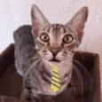 Chico