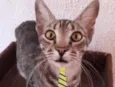 Chico