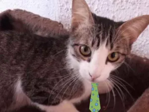 Gato raça Mestiço  idade 2 a 6 meses nome Fred 