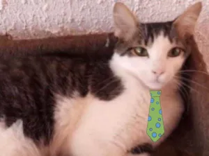 Gato raça Mestiço  idade 2 a 6 meses nome Caco 