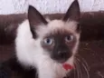 Dudu 