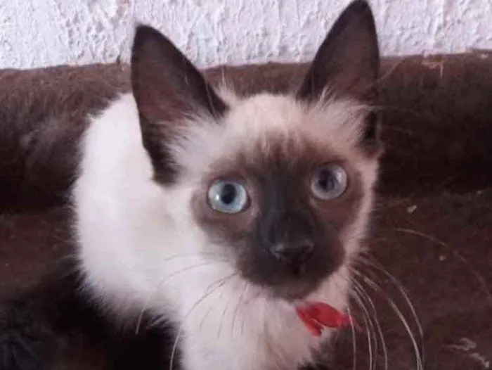 Gato ra a Siames  idade 2 a 6 meses nome Dudu 