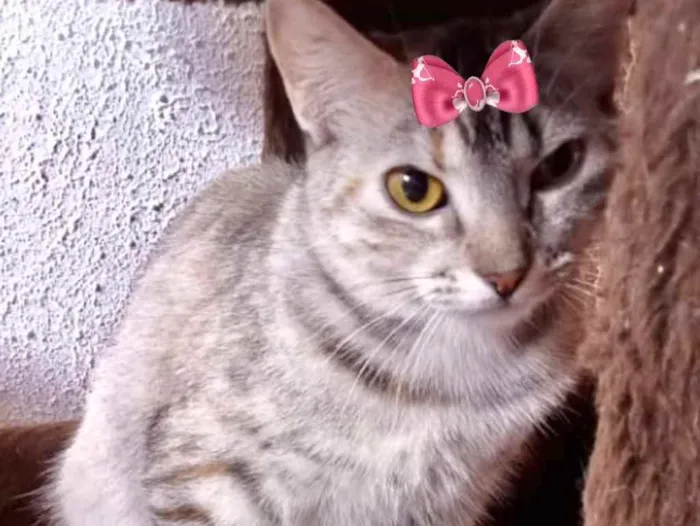 Gato ra a Mestiça  idade 2 a 6 meses nome Jade 