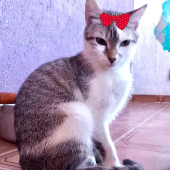 Gato ra a Mestiça  idade 2 a 6 meses nome Nicole 