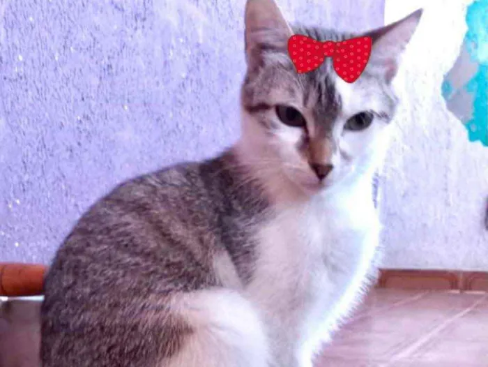 Gato ra a Mestiça  idade 2 a 6 meses nome Nicole 