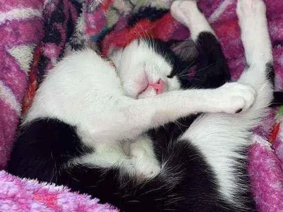 Gato ra a srd idade 7 a 11 meses nome Jully