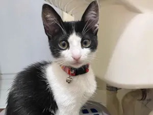 Gato raça srd idade 7 a 11 meses nome Jully