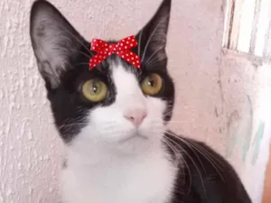 Gato raça Mestiça  idade 2 a 6 meses nome Melissa 