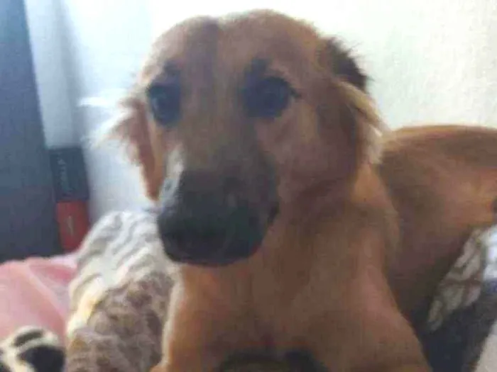 Cachorro raça Mista idade 7 a 11 meses nome Spike