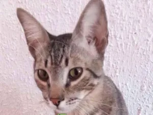 Gato raça Mestiço  idade 2 a 6 meses nome Elvis 