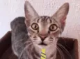 Chico