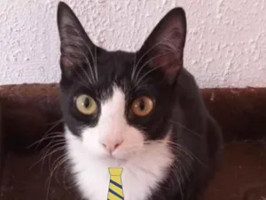 Gato raça Mestiço  idade 2 a 6 meses nome Bob 