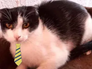 Gato raça Mestiço  idade 2 a 6 meses nome Mingau 