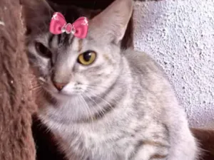 Gato raça Mestiça  idade 2 a 6 meses nome Jade 