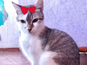 Gato raça Mestiça  idade 2 a 6 meses nome Nicole 