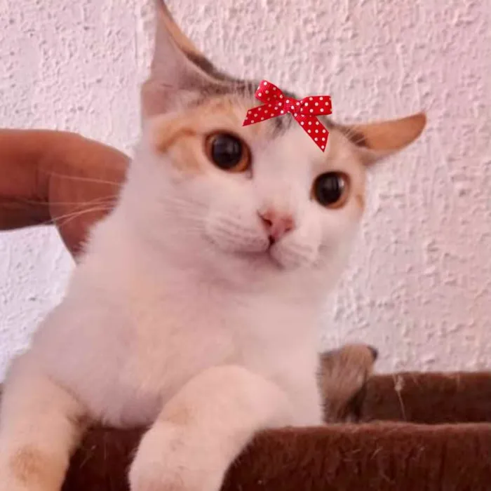 Gato ra a Mestiça  idade 2 a 6 meses nome Sandy 