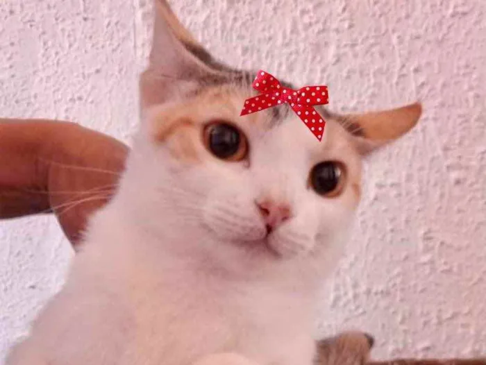 Gato ra a Mestiça  idade 2 a 6 meses nome Sandy 