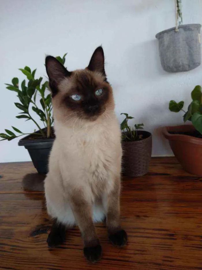 Gato raça Siamês  idade 1 ano nome Simba