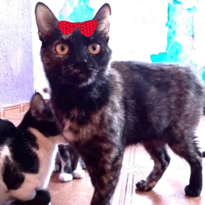 Gato ra a Mestiça  idade 2 a 6 meses nome Julieta 