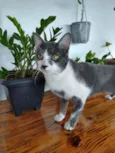 Gato raça  idade 7 a 11 meses nome Tom