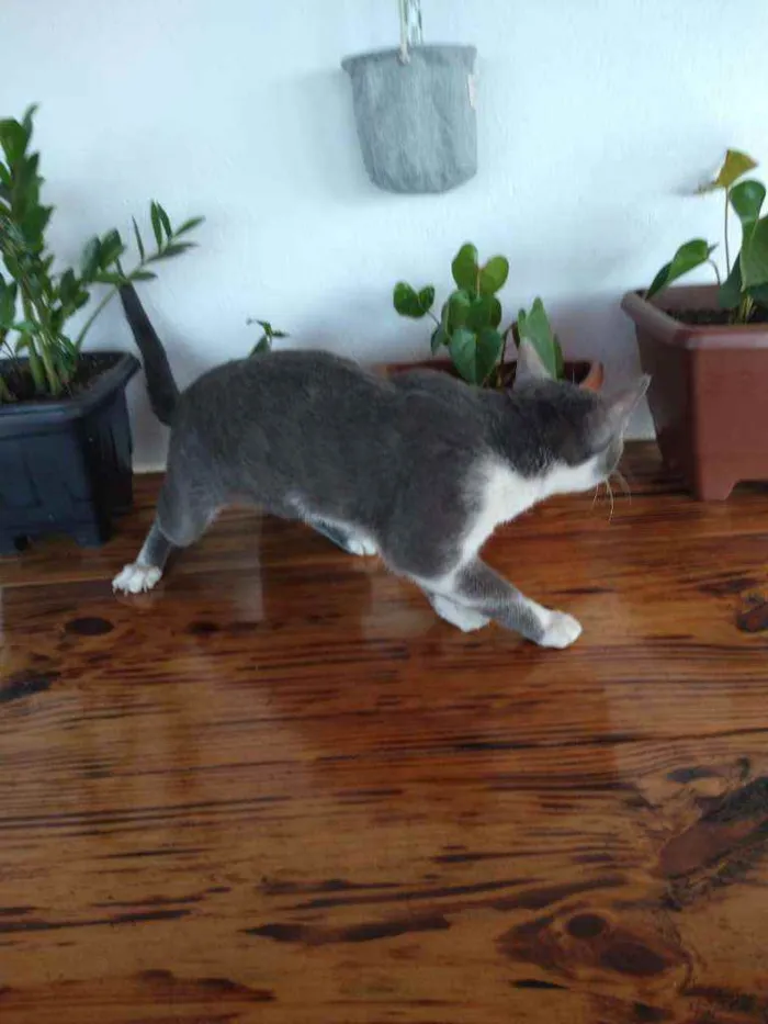 Gato raça  idade 7 a 11 meses nome Tom