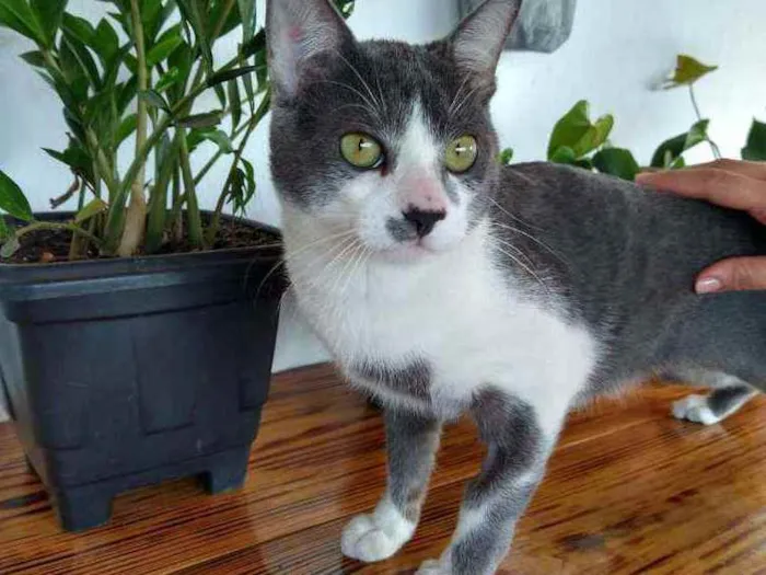 Gato raça  idade 7 a 11 meses nome Tom