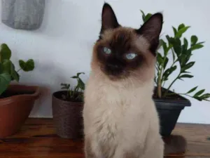 Gato raça Siamês  idade 1 ano nome Simba