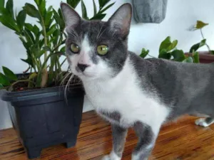 Gato raça  idade 7 a 11 meses nome Tom