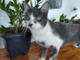 Gato raça  idade 7 a 11 meses nome Tom
