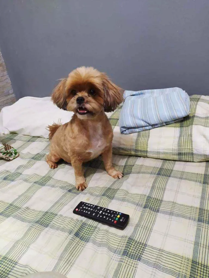 Cachorro raça Shitzu idade 5 anos nome Luna