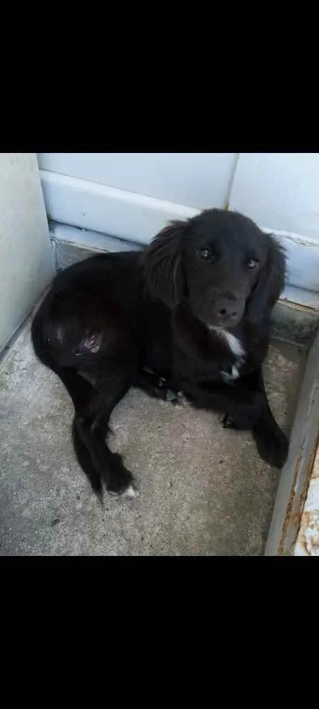 Cachorro ra a Sem raça definida idade 7 a 11 meses nome Pretinho e Doroti