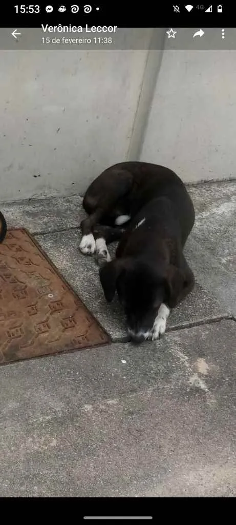 Cachorro ra a Sem raça definida idade 7 a 11 meses nome Pretinho e Doroti