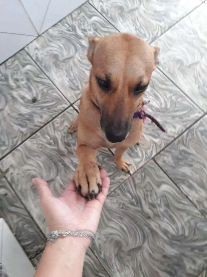 Cachorro ra a  idade 3 anos nome CaramelA