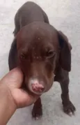 Cachorro raça SRD  idade 2 a 6 meses nome Sem Nome