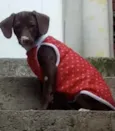 Cachorro raça SRD  idade 2 a 6 meses nome Sem Nome