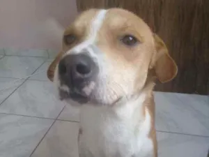 Cachorro raça SRD idade 2 anos nome Thor