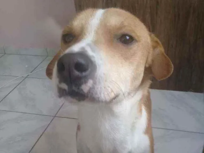 Cachorro ra a SRD idade 2 anos nome Thor