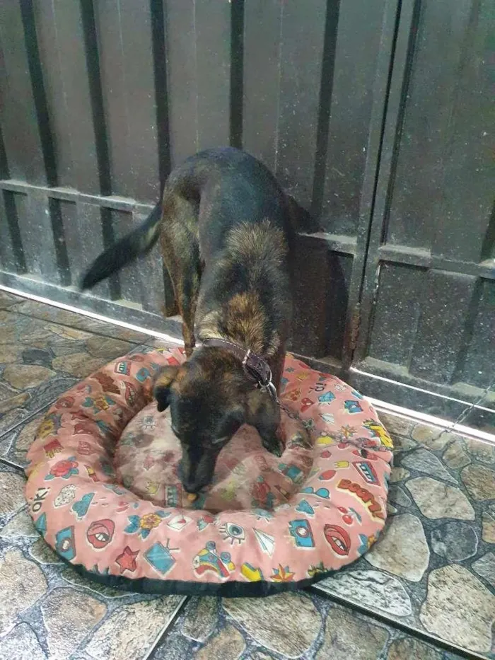 Cachorro raça SRD-ViraLata idade 3 anos nome Luna