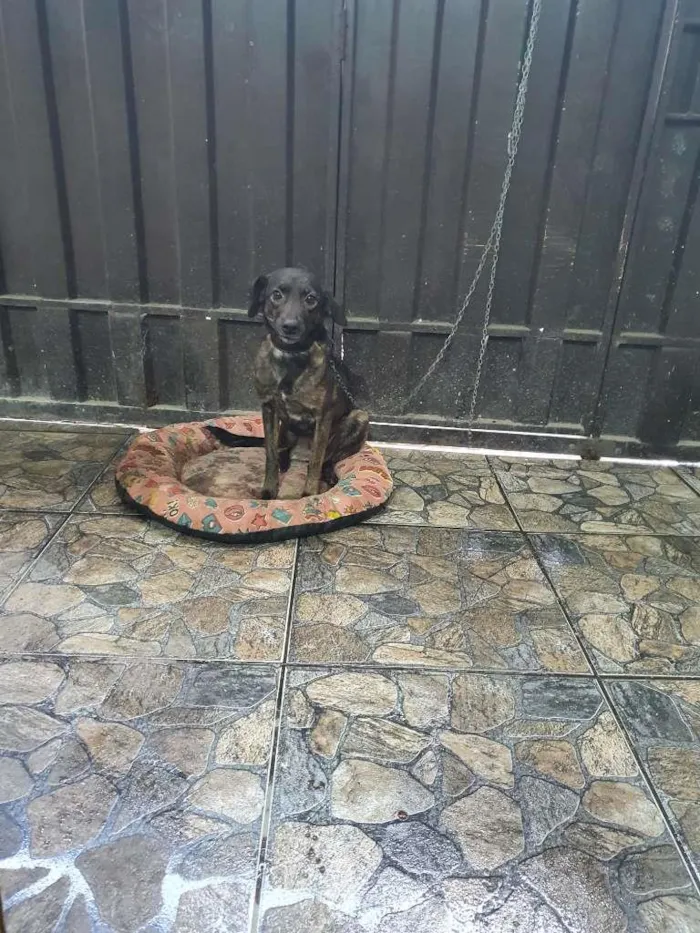 Cachorro raça SRD-ViraLata idade 3 anos nome Luna